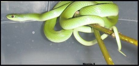 List of Reptiles of Argentina - FamousFix List