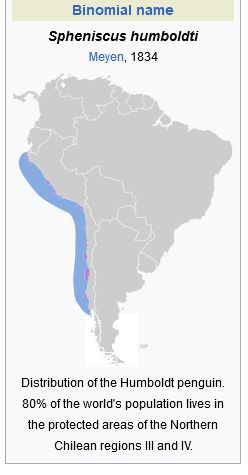 Humboldt penguin