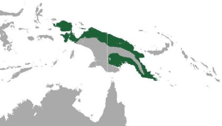 Lowland ringtail possum