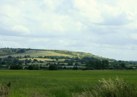 Mile Elm
