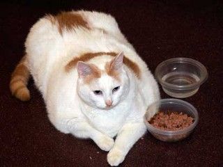 Prince Chunk
