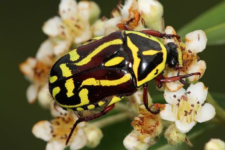 Wittgenstein's Beetle and Other Classic Thought Experiments