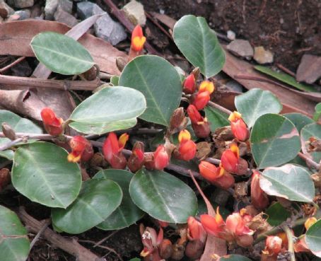 Prostrate shrub