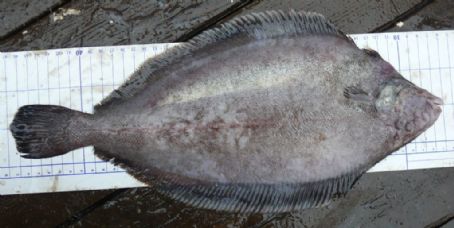 Blackfin flounder
