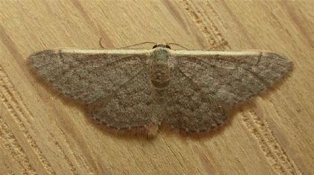 List of Moths of Australia - FamousFix List